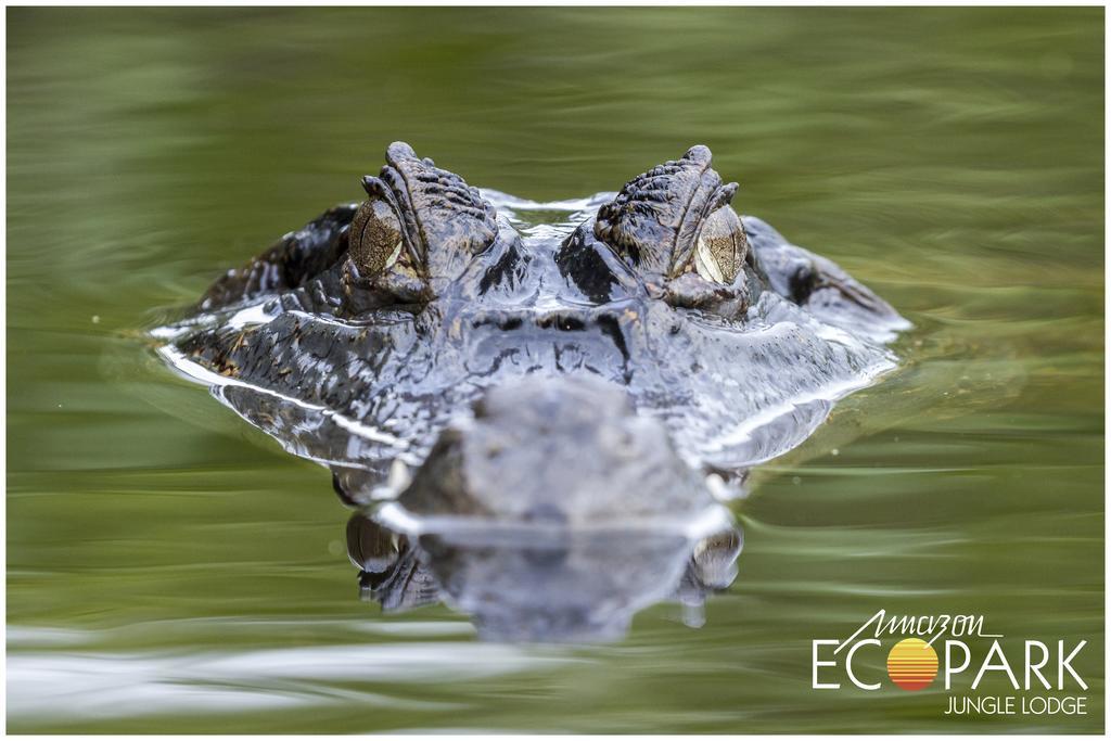 Amazon Ecopark Jungle Lodge Manaus Kültér fotó